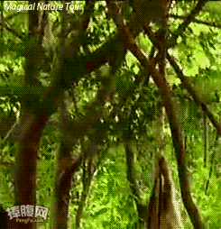 151687329098037.gif