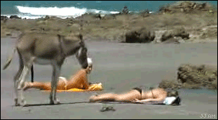 151721446677537.gif