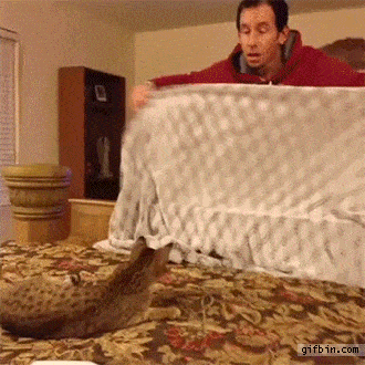 151722499314608.gif