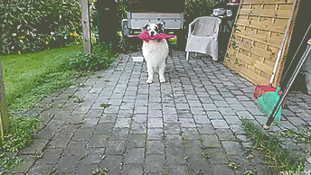 151844822719708.gif