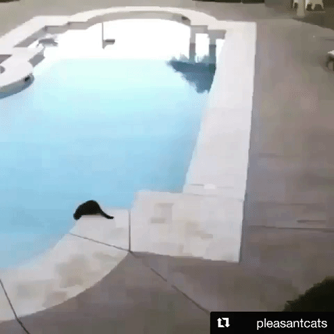 151848678610965.gif