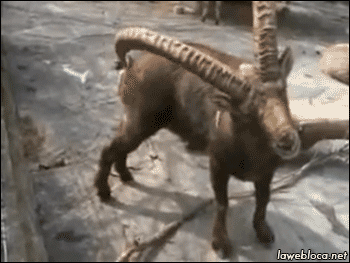 151884374135440.gif