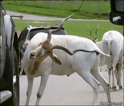 151884374151968.gif