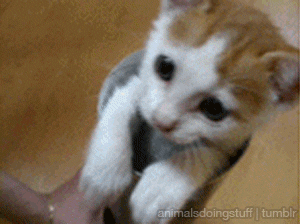 151884452060299.gif