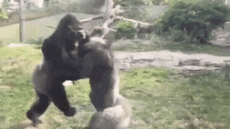 151886302536518.gif