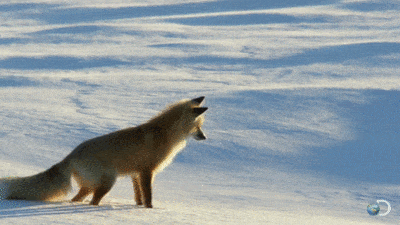 151892910222353.gif