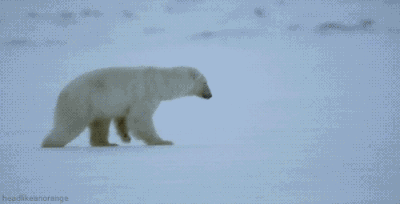 151892912646085.gif