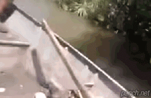 151956504167735.gif