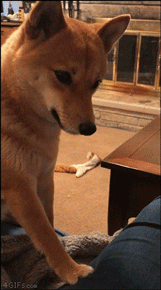 152608233260909.gif