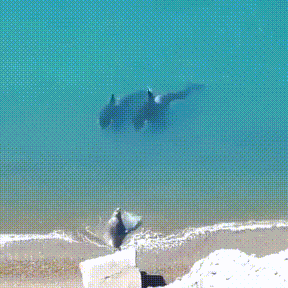 152608296510644.gif