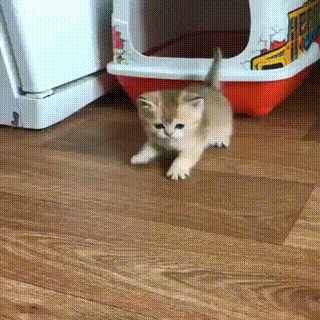 152608497578874.gif