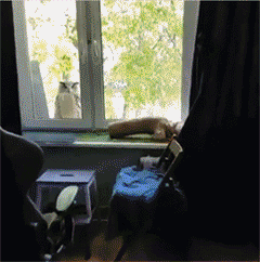 152621828347102.gif