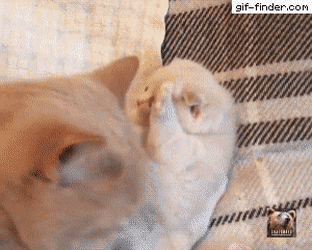152670099570351.gif