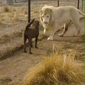 152702964447916.gif