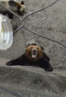 152742745040720.gif