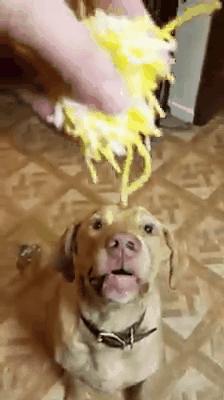 152742745045163.gif