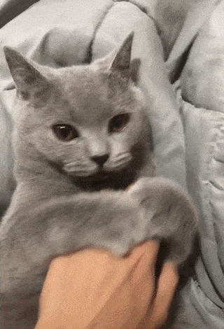 152774020123054.gif