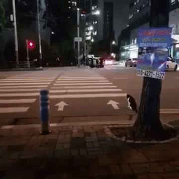152791982250062.gif