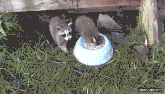 152826118419106.gif