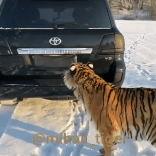 153042884182935.gif