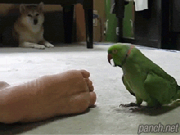 153045822671252.gif