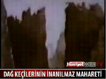 153078154290016.gif