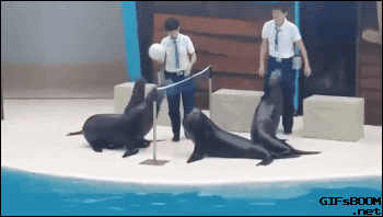 153097580548920.gif
