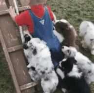 153103019986287.gif