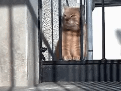 153165628222544.gif