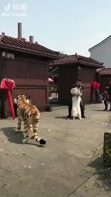 153286941218315.GIF
