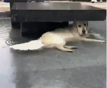 153287094020783.gif
