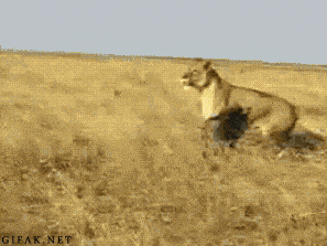 153360533685103.gif