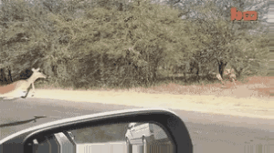 153386516641644.gif