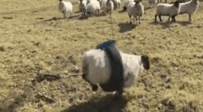 153387427575822.gif