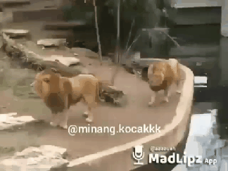 153699481599864.gif