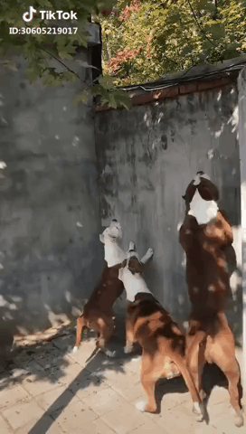 153845055147257.gif