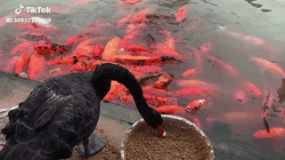 153845115359076.gif