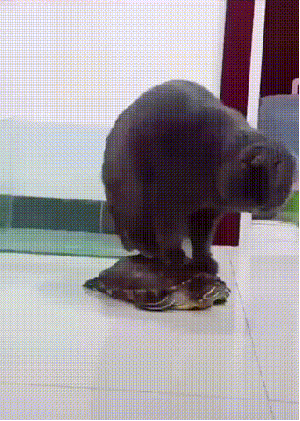 154042975016871.gif