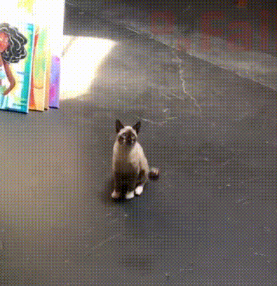 154159591640620.gif
