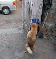 154295544351721.gif