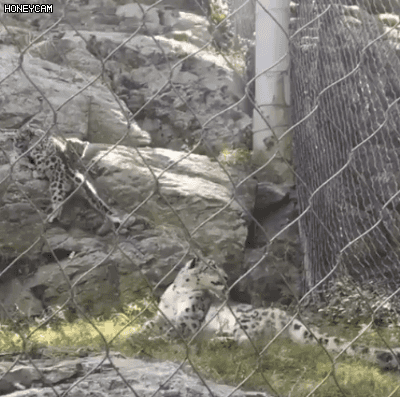 154295826527499.gif