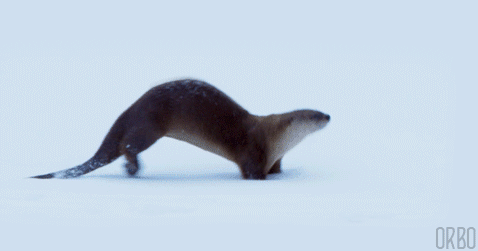 154295854483123.gif