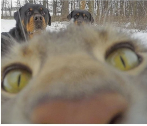 154297407675303.png