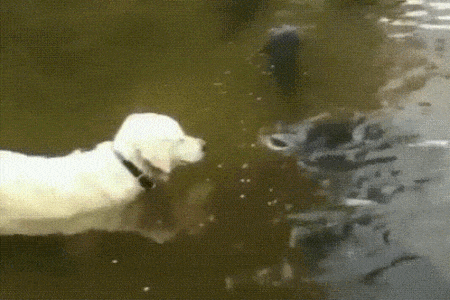 154366895397318.gif