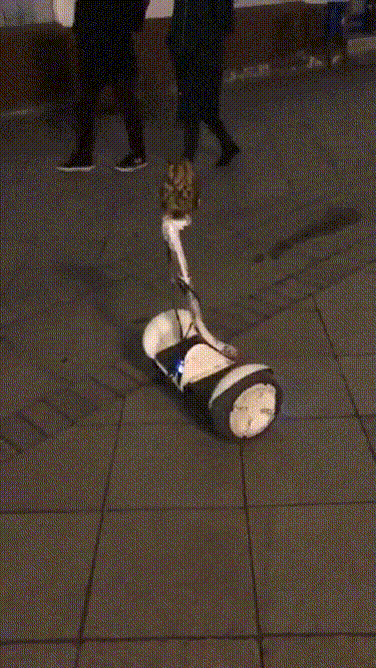 154389052587557.gif