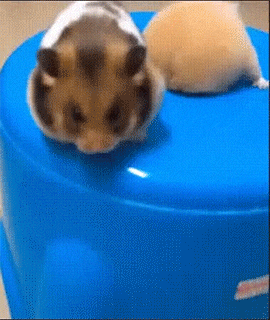 154485128746122.gif
