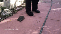154485621025875.gif