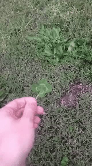 154495933628809.gif
