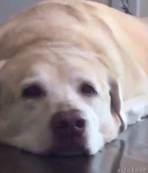 154495933867123.gif