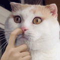 154544715627313.gif